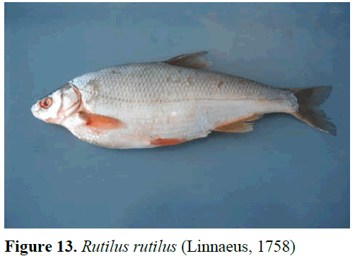 fisheriessciences-rutilus