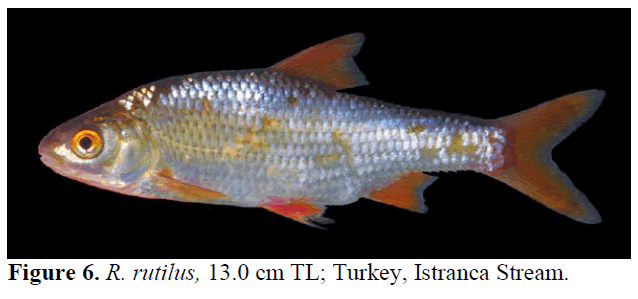 fisheriessciences-rutilus