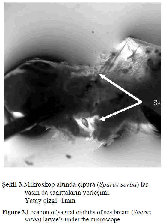 fisheriessciences-sagital-otoliths