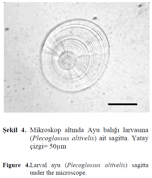 fisheriessciences-sagitta-microscope