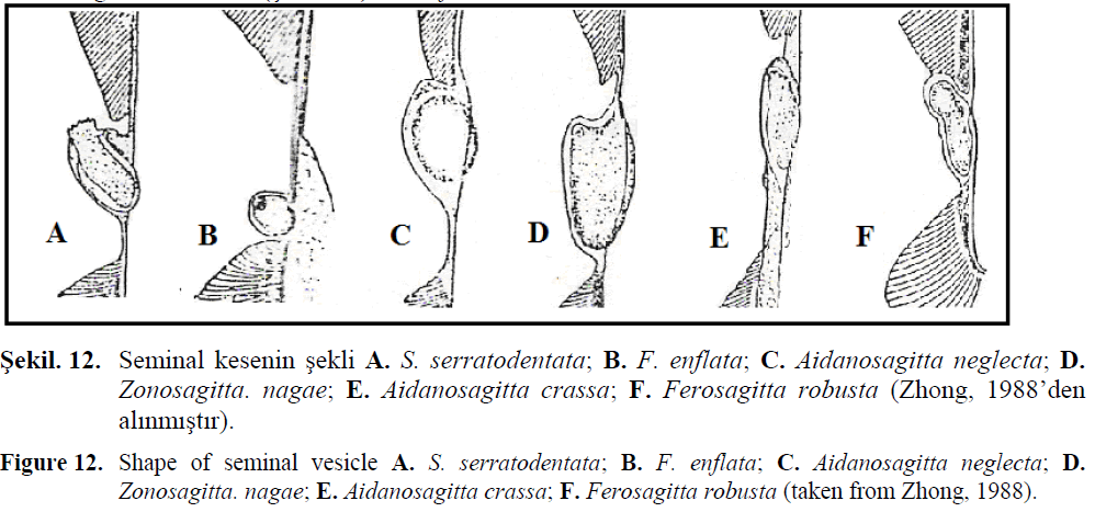 fisheriessciences-seminal-vesicle