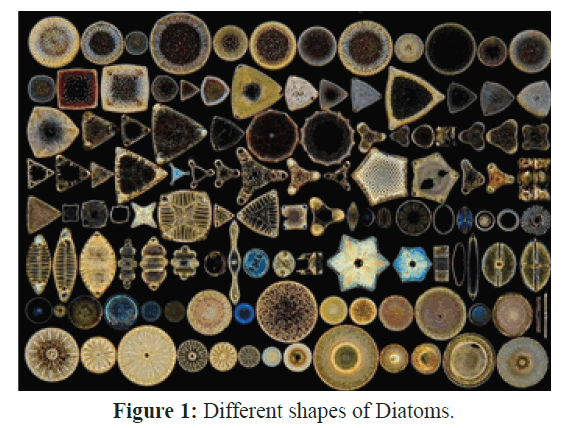 fisheriessciences-shapes-diatoms