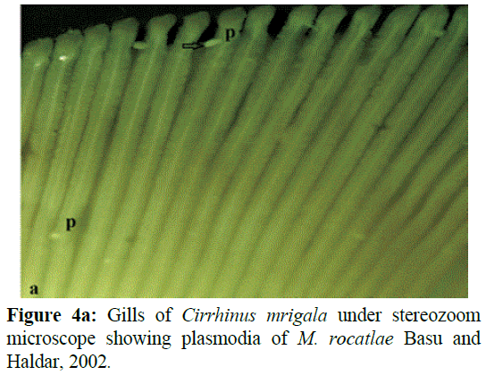 fisheriessciences-showing-plasmodia