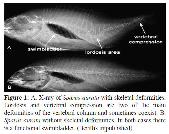 fisheriessciences-skeletal-deformities