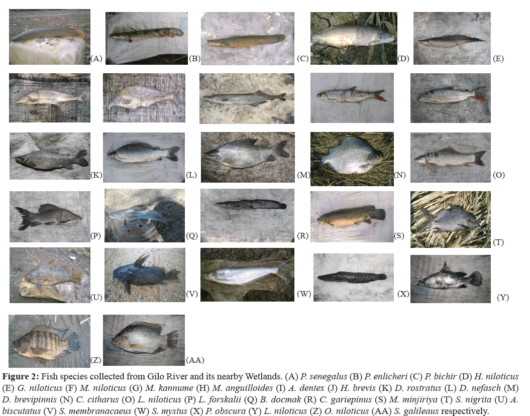 fisheriessciences-species-collected