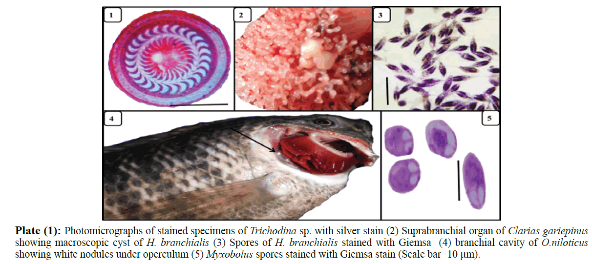 fisheriessciences-stained-specimens