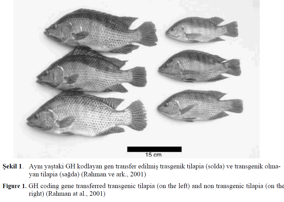 fisheriessciences-transgenic-tilapia