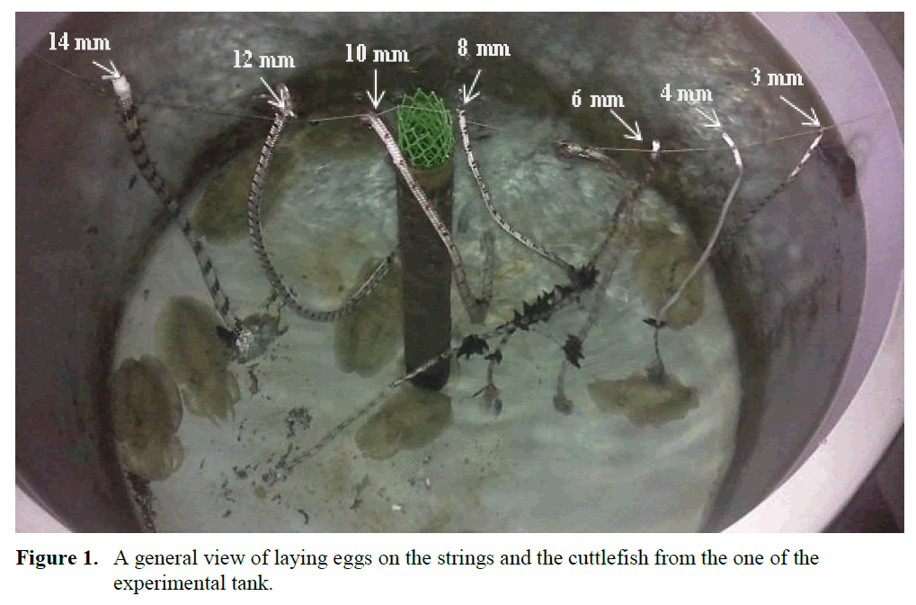 fisheriessciences-view-laying-eggs