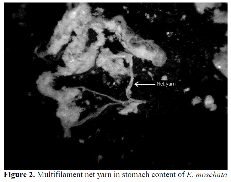 fisheriessciences-yarn-stomach-content