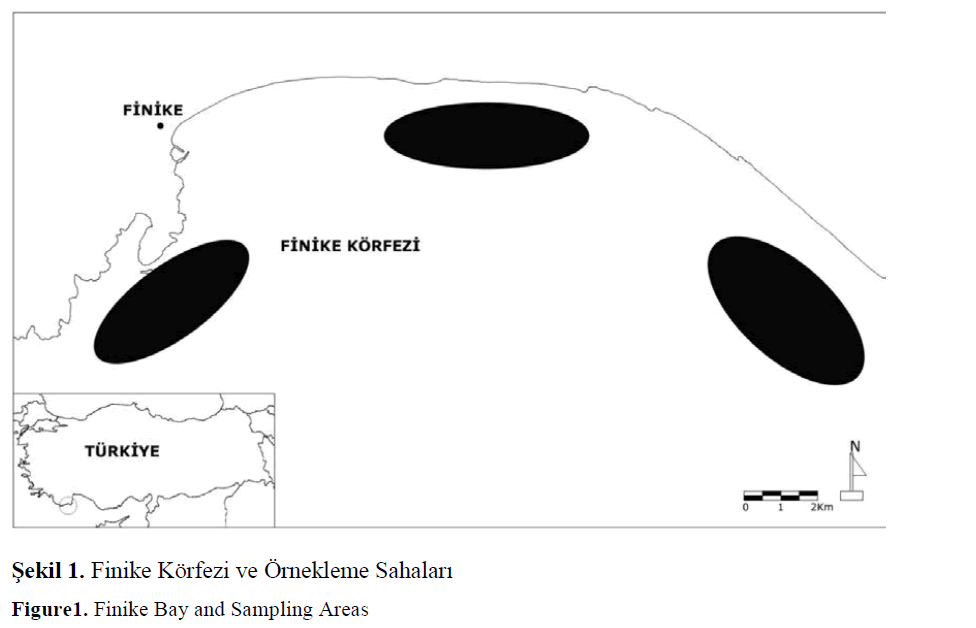 fisheriessciences-Örnekleme