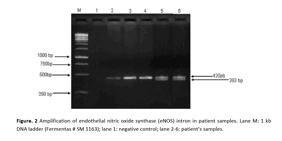 hsj-amplification-endothelial