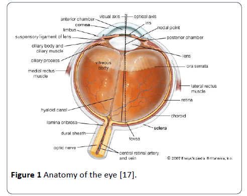 hsj-anatomy