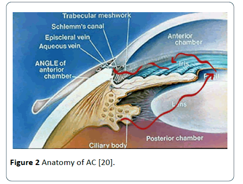 hsj-anatomy-ac