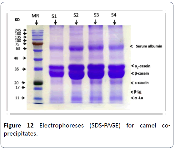 hsj-camel-co-precipitates