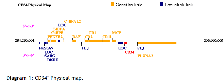 hsj-cd34-Physical-map