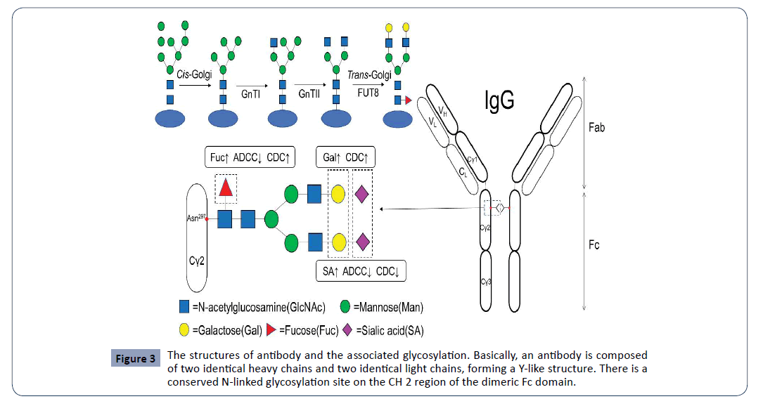 hsj-dimeric