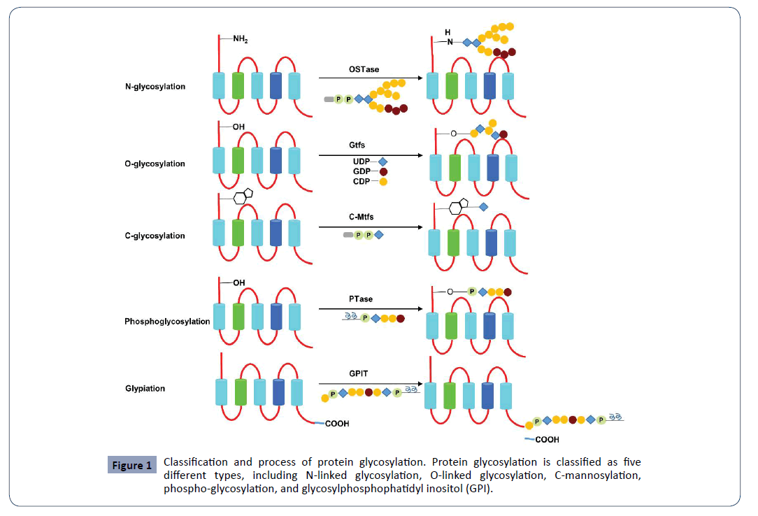 hsj-glycosylation