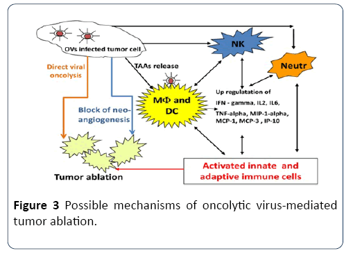 hsj-mechanisms