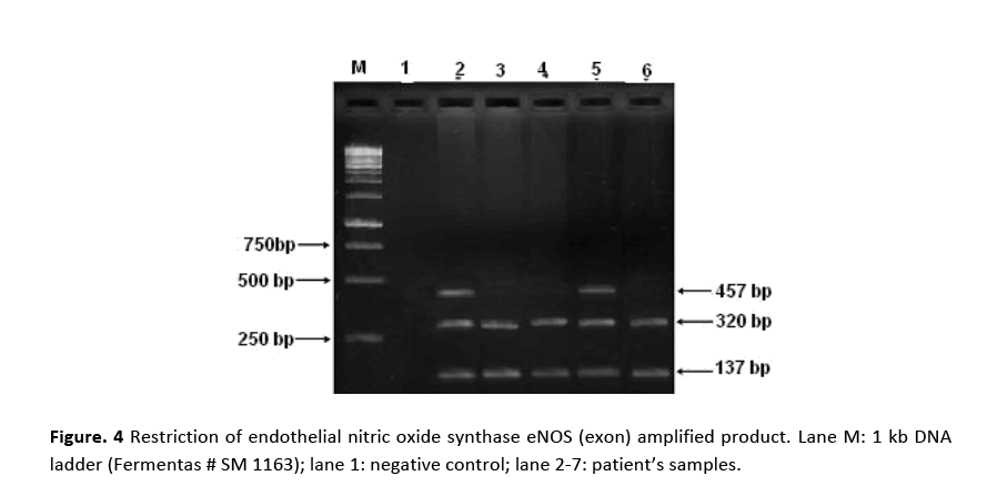 hsj-restriction-endothelial