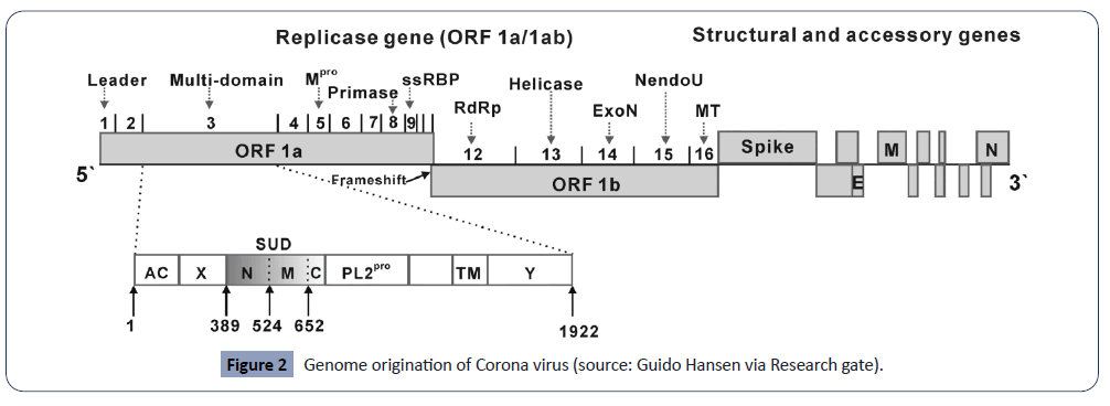 hsj-virus