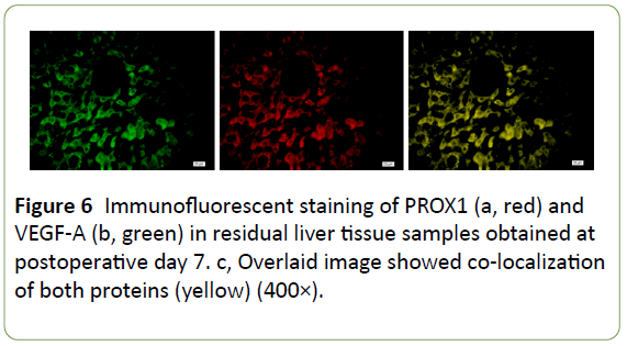 jbiomeds-Overlaid-image