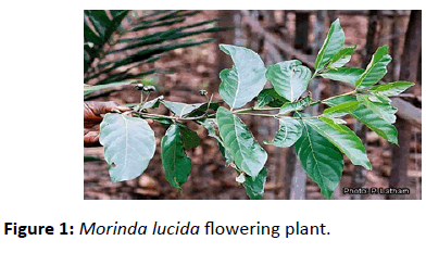jbiomeds-flowering-plant