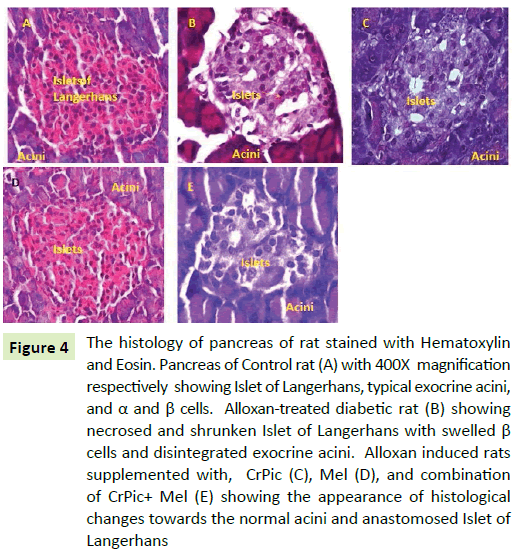 jbiomeds-pancreas-rat-stained