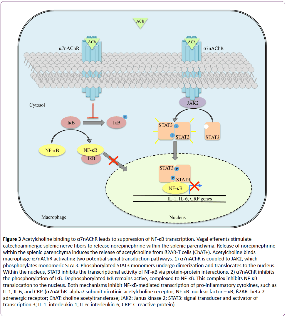 jneuro-Acetylcholine-binding