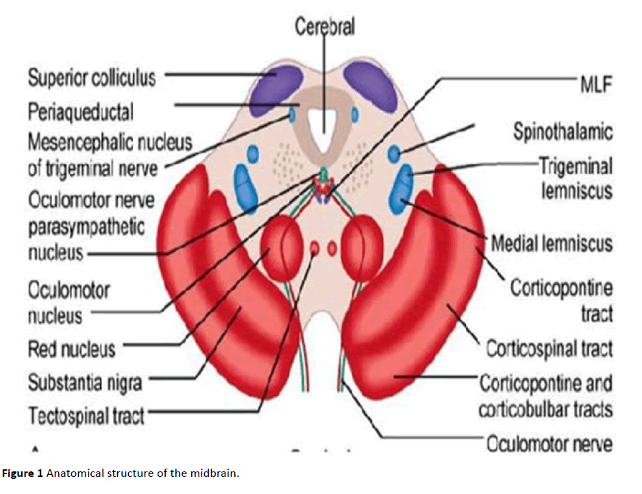 jneuro-Anatomical-structure