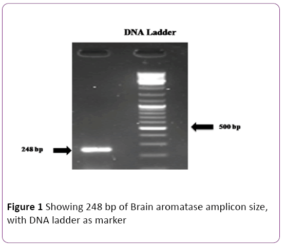 jneuro-Brain-aromatase