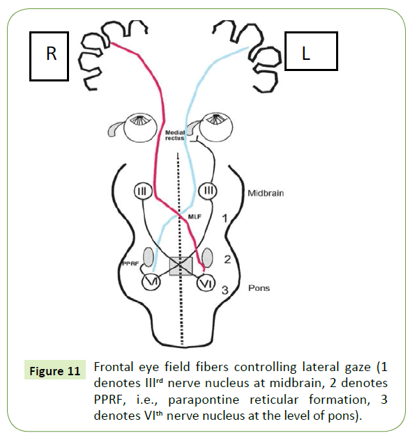 jneuro-Frontal-eye