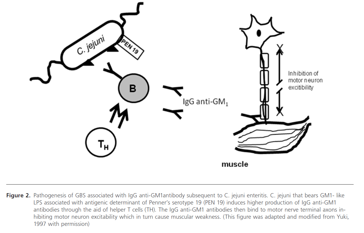 jneuro-GBS-associated