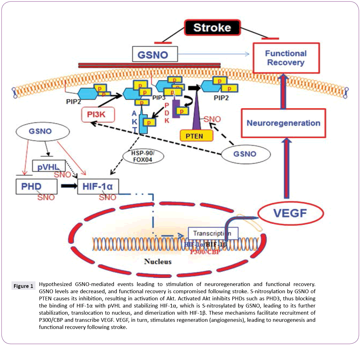 jneuro-GSNO-mediated