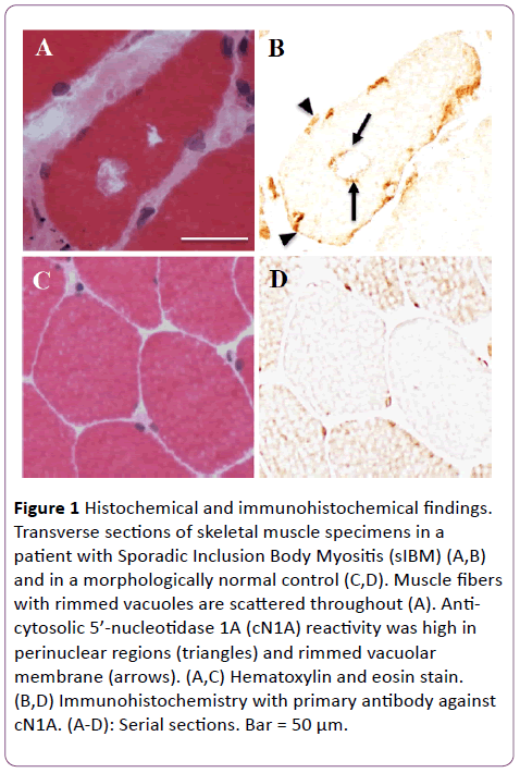 jneuro-Histochemical-immunohistochemical