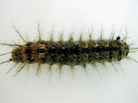 Image-specimen-Lonomia-obliqua