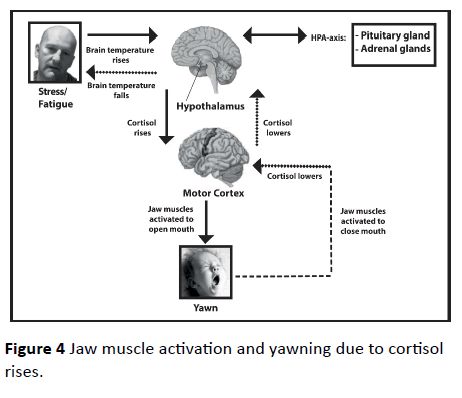 jneuro-Jaw-muscle-activation