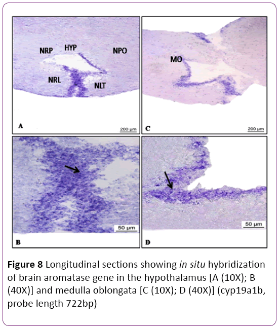 jneuro-Longitudinal-sections