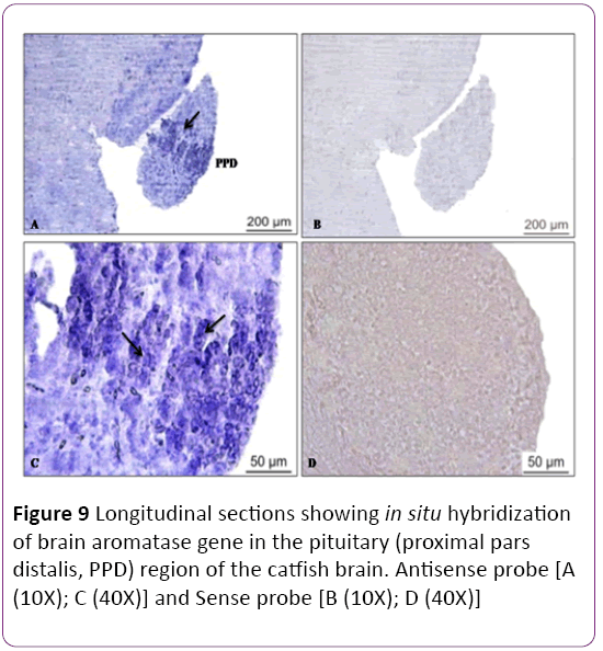 jneuro-Longitudinal-sections