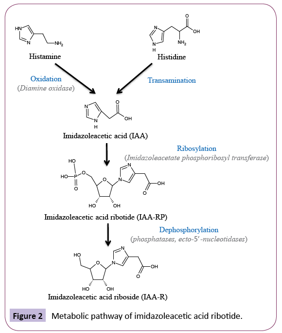 jneuro-Metabolic-pathway