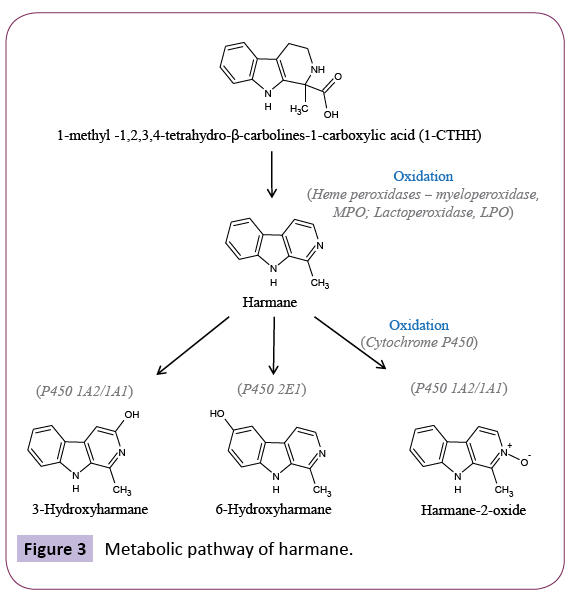jneuro-Metabolic-pathway
