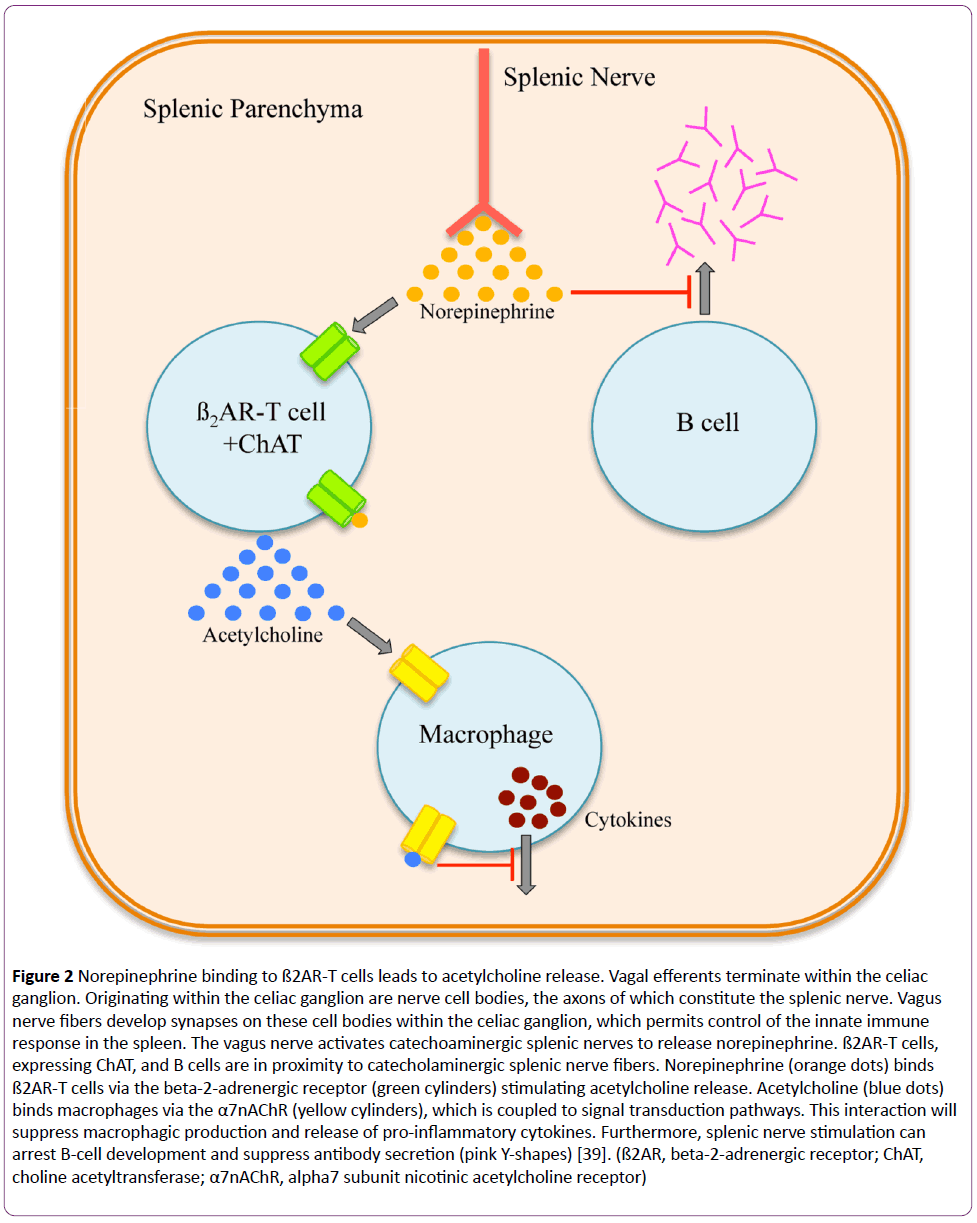 jneuro-Norepinephrine-binding