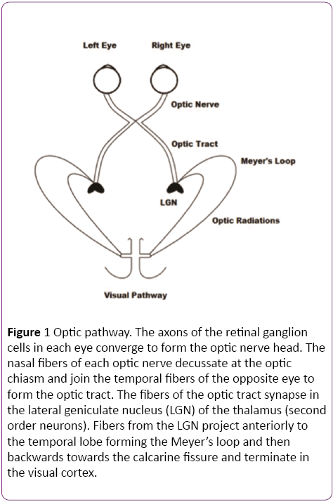 jneuro-Optic-pathway-retinal
