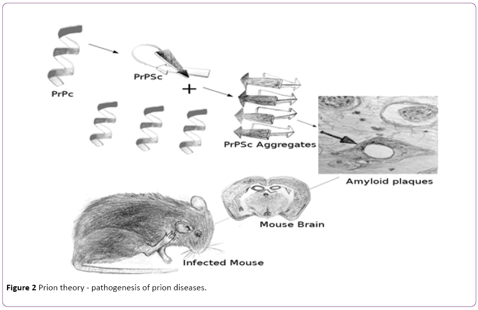 jneuro-Prion-theory