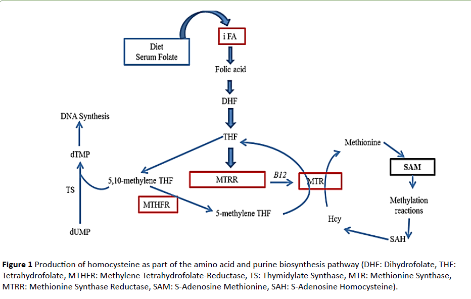 jneuro-Production-homocysteine