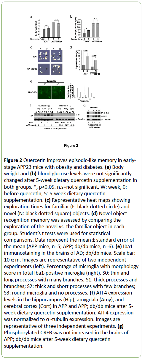 jneuro-Quercetin-improves