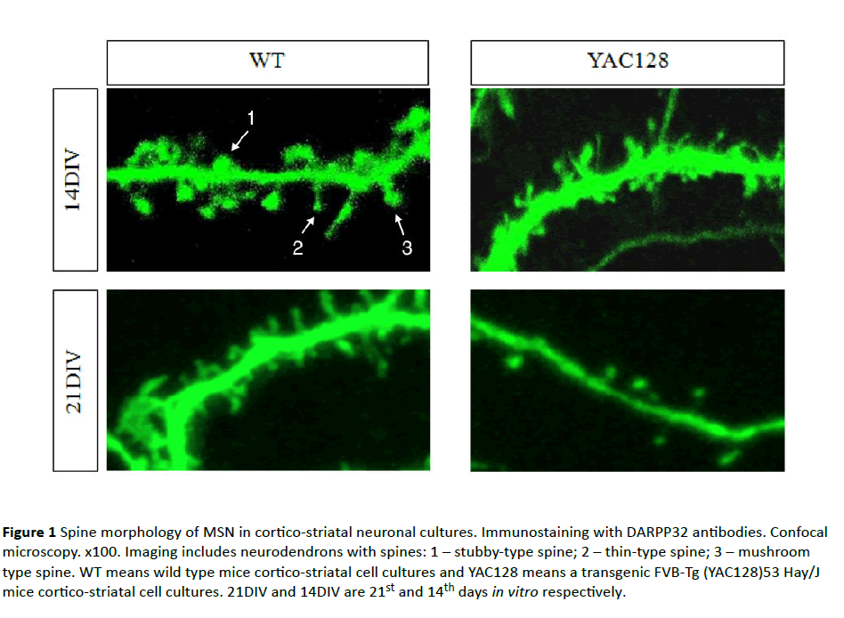 jneuro-Spine-morphology