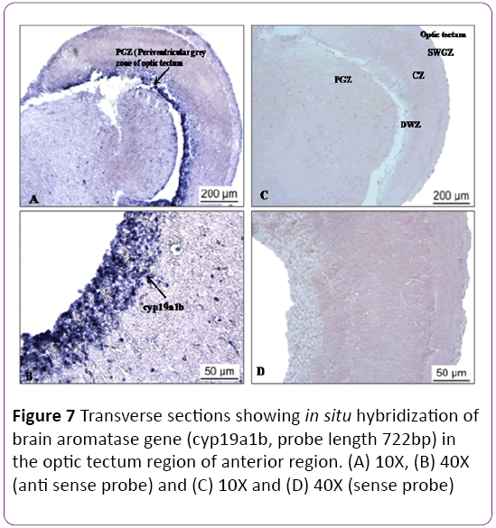 jneuro-Transverse-sections