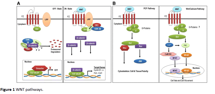 jneuro-WNT-pathways