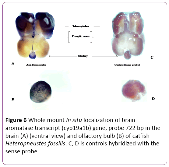 jneuro-aromatase-transcript