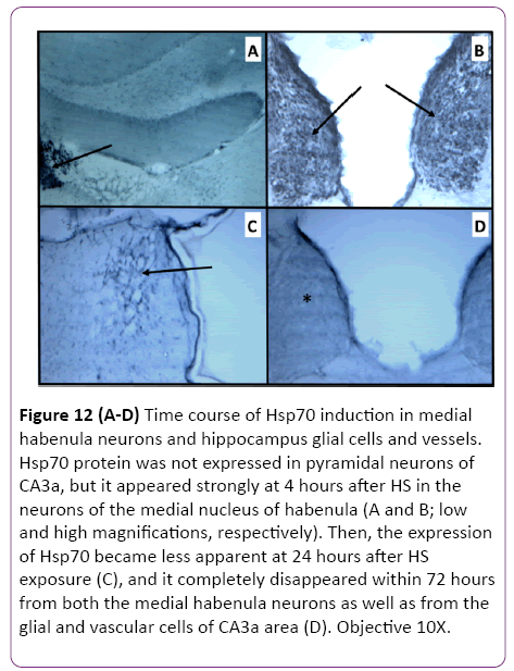 jneuro-hippocampus-glial